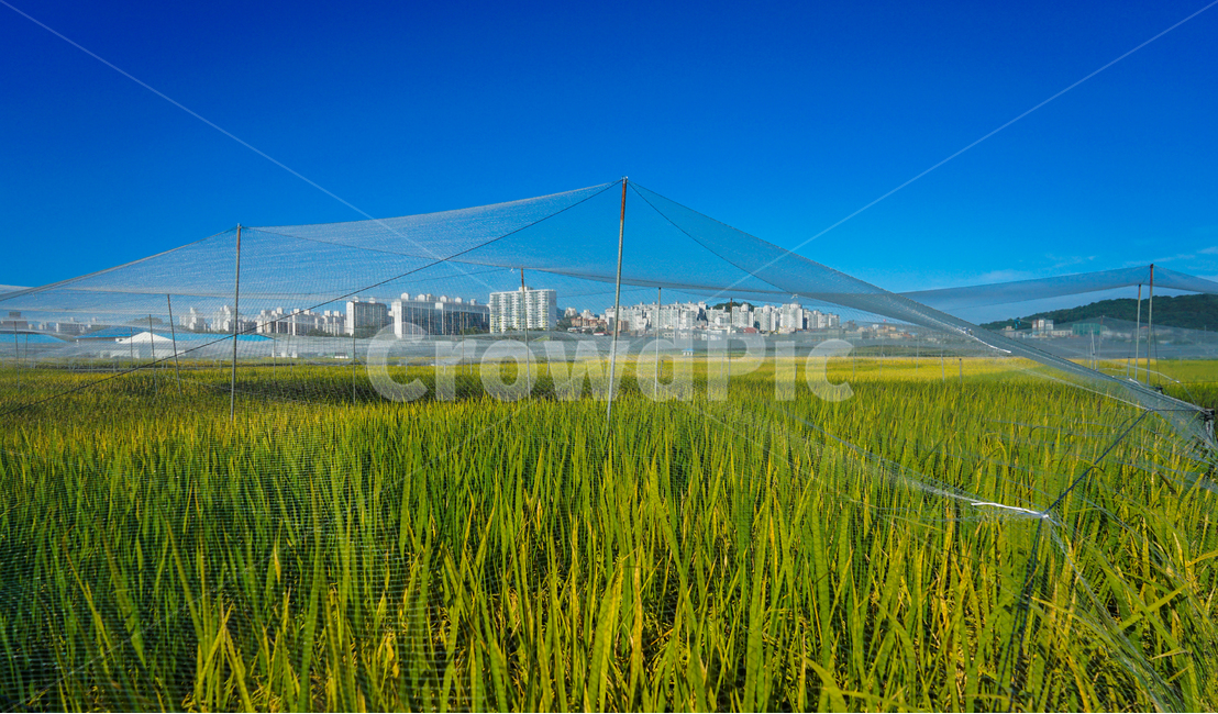 벼,재배,논,망,그물,가을,농사,자연,산업,industry,industrial,농업,농사,agriculture,farming,farming industry