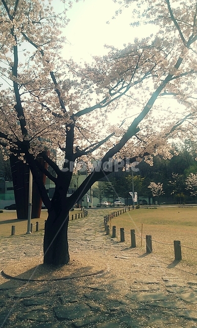 봄,벚꽃,하늘,따듯함,봄하늘,휴식,감성,태양,그림자,나무,벚나무,여유,봄감성,봄,계절,spring,season,자연,풍경,nature,landscape,plant,식물,tree,tree trunk,나무 줄기
