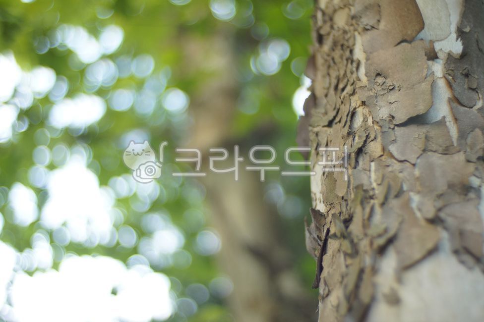 green background,green leaves,tree bark,wood material,tree,shiny,sycamore,wood texture,wooden pillar