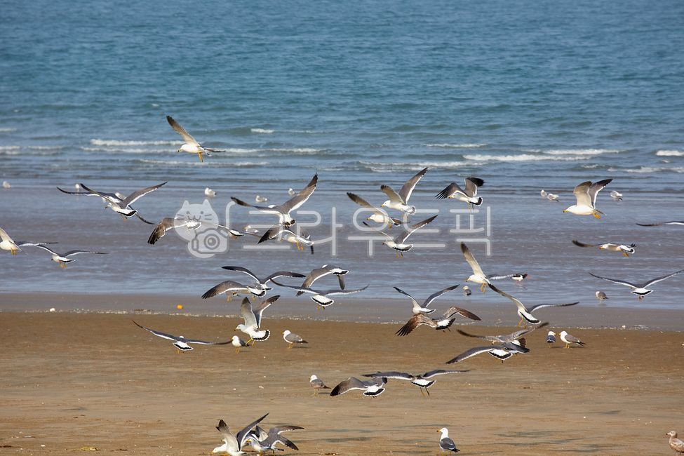 갈매기,해변,해수욕장,해안,조류,백사장,바다,물,파도,seagulls,beaches,coasts,birds,whitesand,sea,water,waves,animals,flock,대군,animal,동물,bird,새