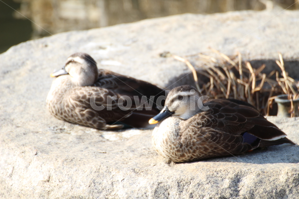 bird,animal,동물,waterfowl,새