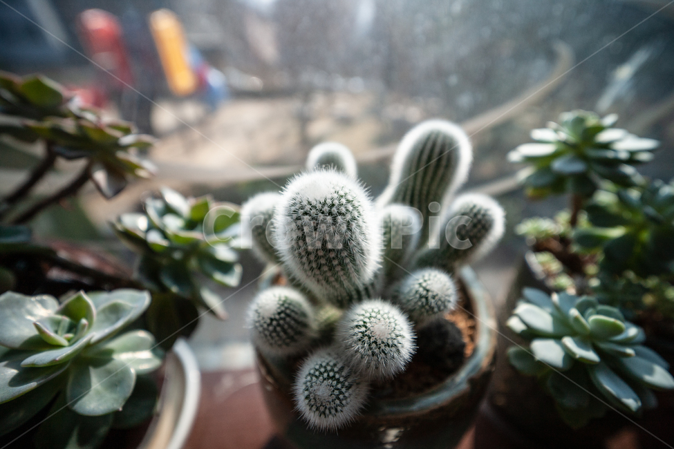 식물,창가,빛,다육식물,botanical,plant,식물,자연,plants,nature