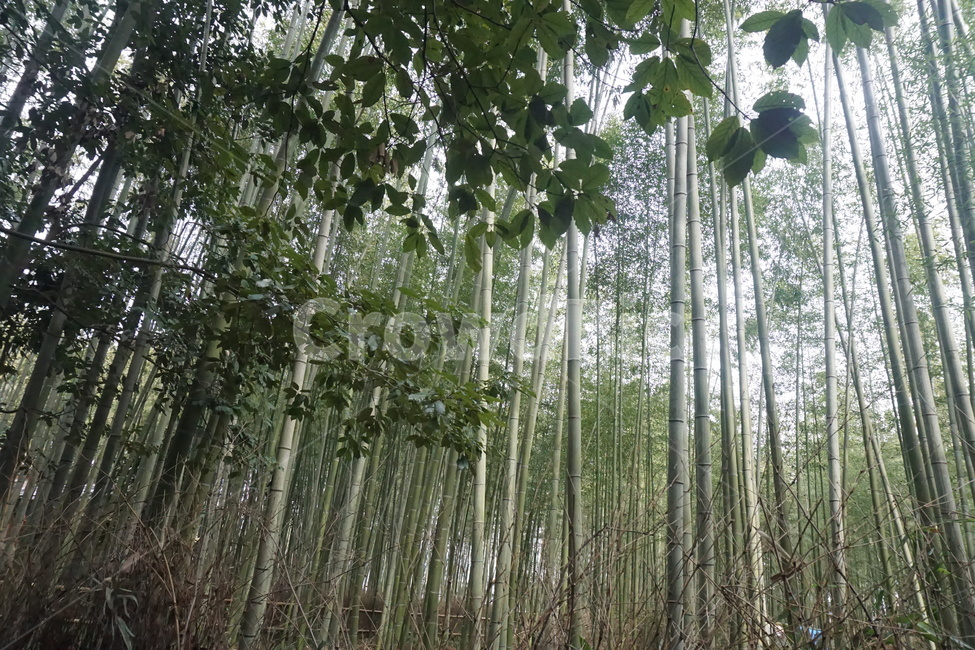 숲,대나무,대나무숲,초록색,나무,식물,휴식,힐링,rest,tree,환경,plants,nature,대나무잎,wood,자연,자연,풍경,nature,landscape,plant