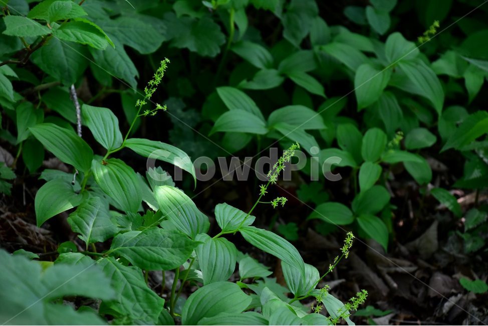 자주솜대,야생화,꽃,식물,자연,생태,플라워,flower,plants,nature,식물,자연,plants,nature,꽃,flower