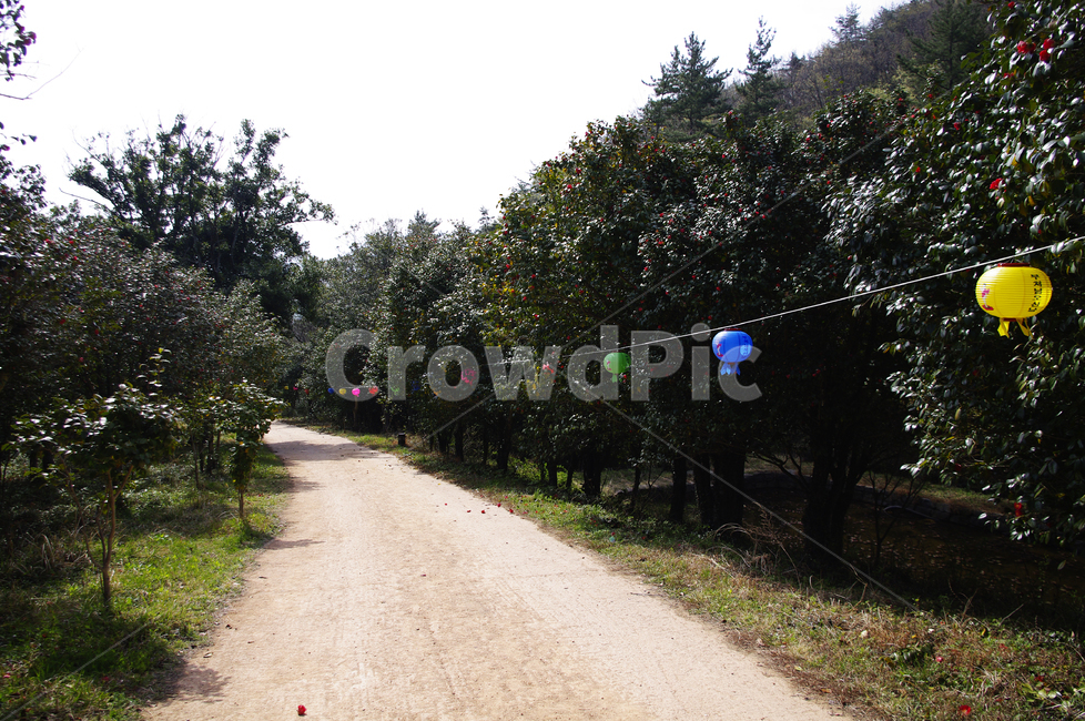 동백나무,동백꽃,낙화,꽃,flower,계절,봄,spring,연등,숲,자연,풍경,nature,landscape,road,도로,gravel,자갈,dirt road,흙길,asphalt,아스팔트