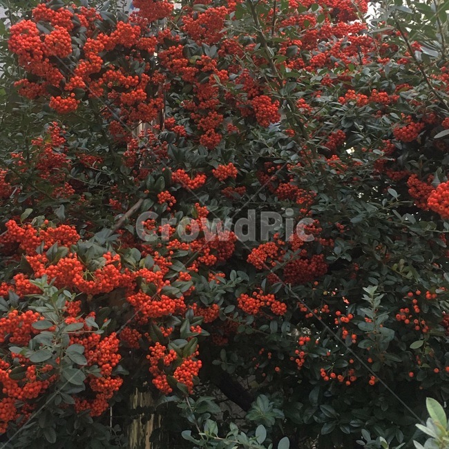 leaf,나무,tree,꽃,flower,plant,잎,식물
