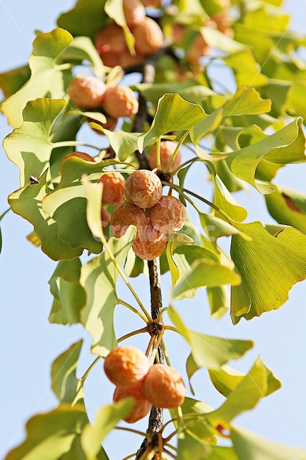 은행,노랑,은행나무,열매,은행잎,잎,나무가지,식물,자연,공원,가을,계절,fall,autumn,season,식물,자연,plants,nature,leaf,plant