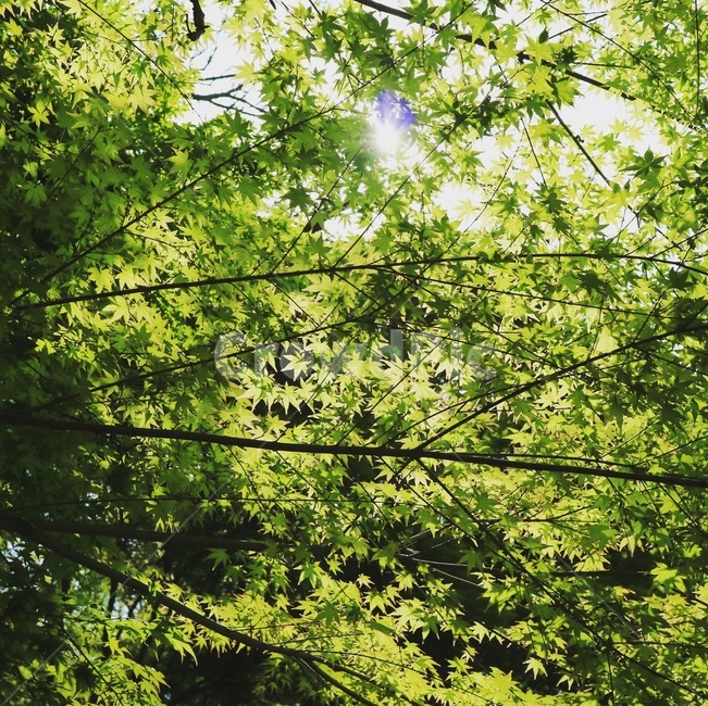 숲,휴식,나무,초록,봄,햇살,자연,나뭇잎,자연,풍경,nature,landscape,휴식,힐링,rest,relaxation,healing,leaf,잎,plant,식물,tree