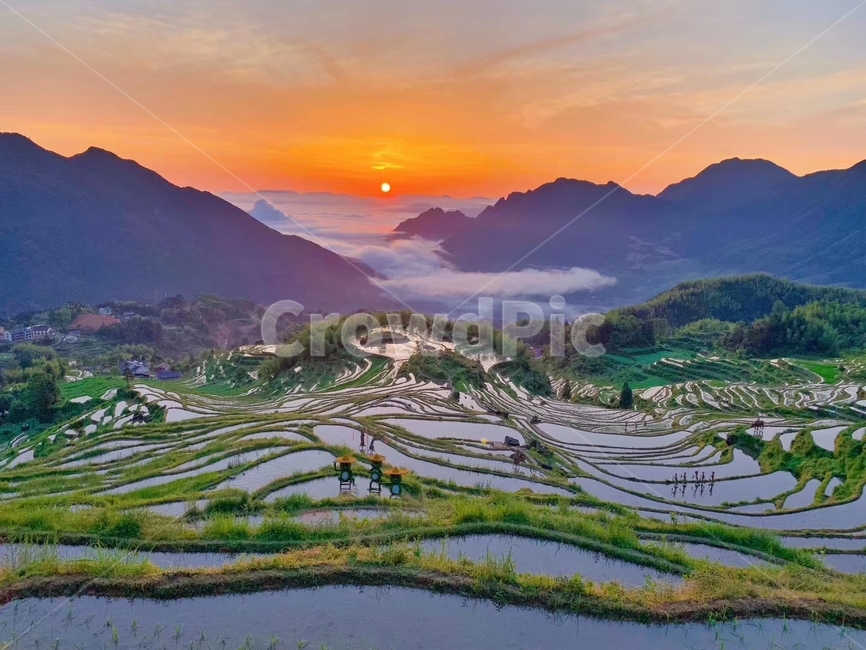 다락논,일출,운해,자연,다랭이논,농업,농사,agriculture,farming,farming industry