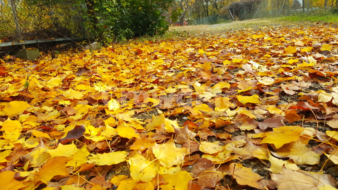 가을,단풍,낙엽,autumn,maple,fall,가을,계절,fall,autumn,season,leaf,잎,plant,식물,tree,나무,ground,바닥