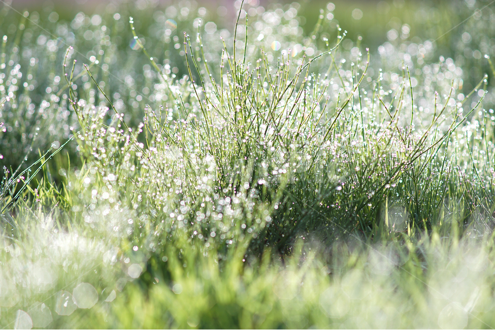 수풀,풀,식물,이슬,자연,들,야생,식물,자연,plants,nature,휴식,힐링,rest,relaxation,healing