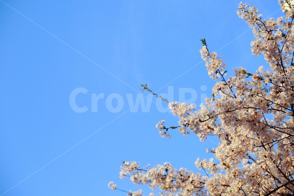 벚꽃,꽃,나무,꽃나무,감성,느낌,하늘,파랑,배경,ppt,식물,자연,plants,nature,봄,계절,spring,season,꽃,flower,plant,blossom