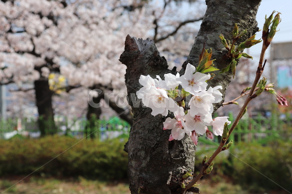 꽃,벚꽃,flower,cherryblossom,spring,봄,나무,tree,4월,자연,식물,벚나무,꽃나무,봄,계절,spring,season,식물,자연,plants,nature,꽃,flower,plant,blossom