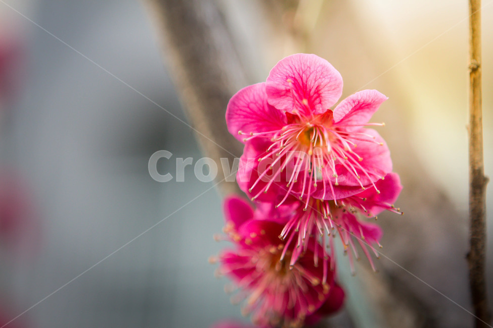 매화,매화꽃,매화나무,봄꽃,꽃,봄날,봄,계절,spring,season,식물,자연,plants,nature,꽃,flower,geranium,제라늄,blossom,plant