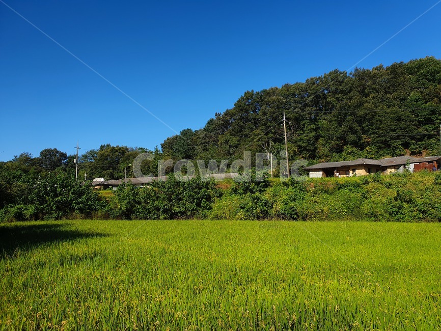 논,농촌,시골,풍경,벼,쌀,가을,가을풍경,맑은하늘,outdoors,옥외,field,들,nature,자연,rural,countryside,시골,마을,풍경,landscape,country,rural,town