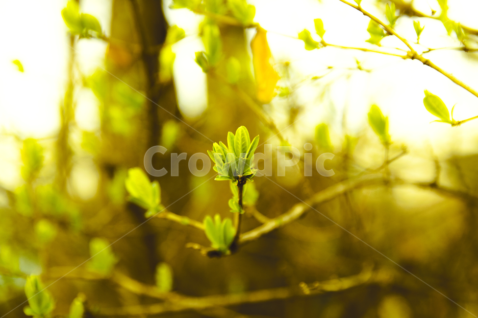 나무,봄,새싹,풀,사랑,풍경,식물,자연,plants,nature,휴식,힐링,rest,relaxation,healing