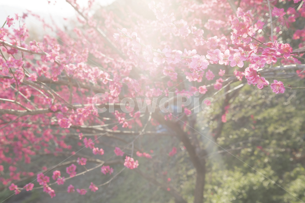 홍매화,봄,빨간꽃,blossom,plant,식물,flower,꽃
