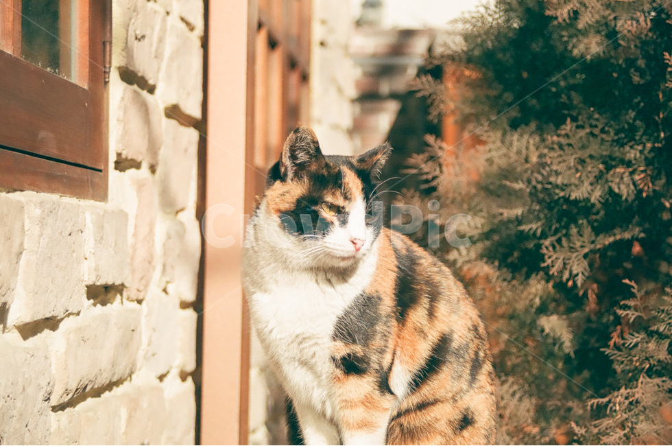 고양이,cat,냐옹이,동물,animals,길고양이,표정,지루함,boring,평화로움,peaceful