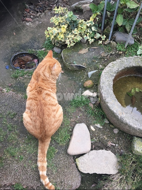 Cheese cat,Meow,backside,yellow,back,stray cat,cat,cuteness,animal,pet