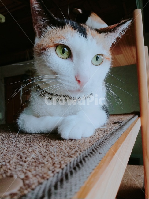 고양이,캣타워,삼색고양이,고양이눈,삼색이,동물,animal,포유류,mammal,고양이,cat,kitten,kitty