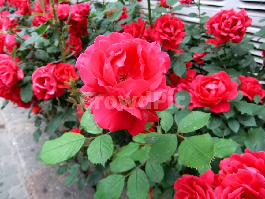 flower,rose,장미,plant,식물,blossom,꽃,geranium,제라늄,길가,정원,빨강,칼라,색,잎사귀,가시,red,green,공원,자연,야외