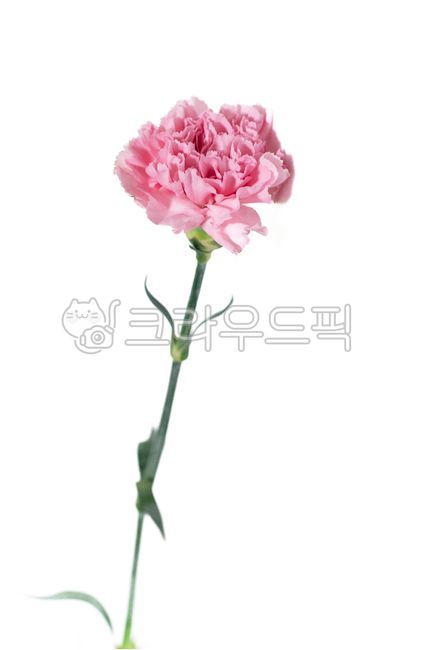 pink carnation,Teachers day,In May,Carnation Bouquet,carnation,A bunch of carnations,Mothers Day,flower,thank you letter,carnation on white background,Gratitude Month