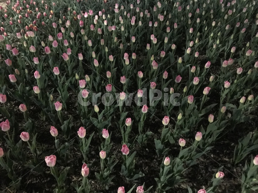 flower,꽃,blossom,식물,plant,튤립