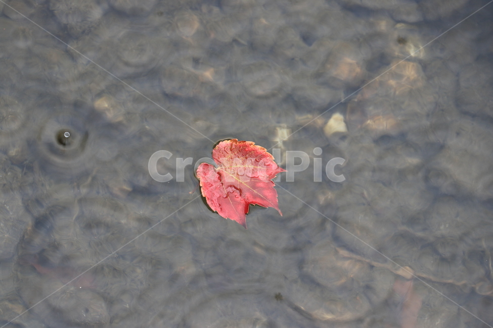가을,낙엽,비,autumn,rain,가을비,autumnalrain,가을,계절,fall,autumn,season,leaf,잎,plant,식물,tree,나무