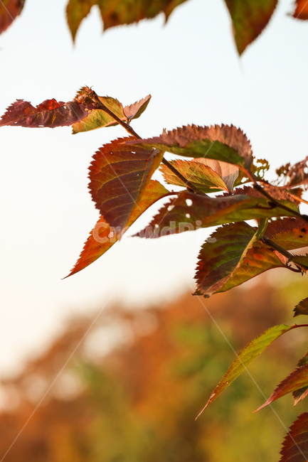 나뭇잎,잎,잎사귀,단풍,가을,계절,식물,벚나무,갈색,낙엽,자연,가을,계절,fall,autumn,season,식물,자연,plants,nature,veins,정맥
