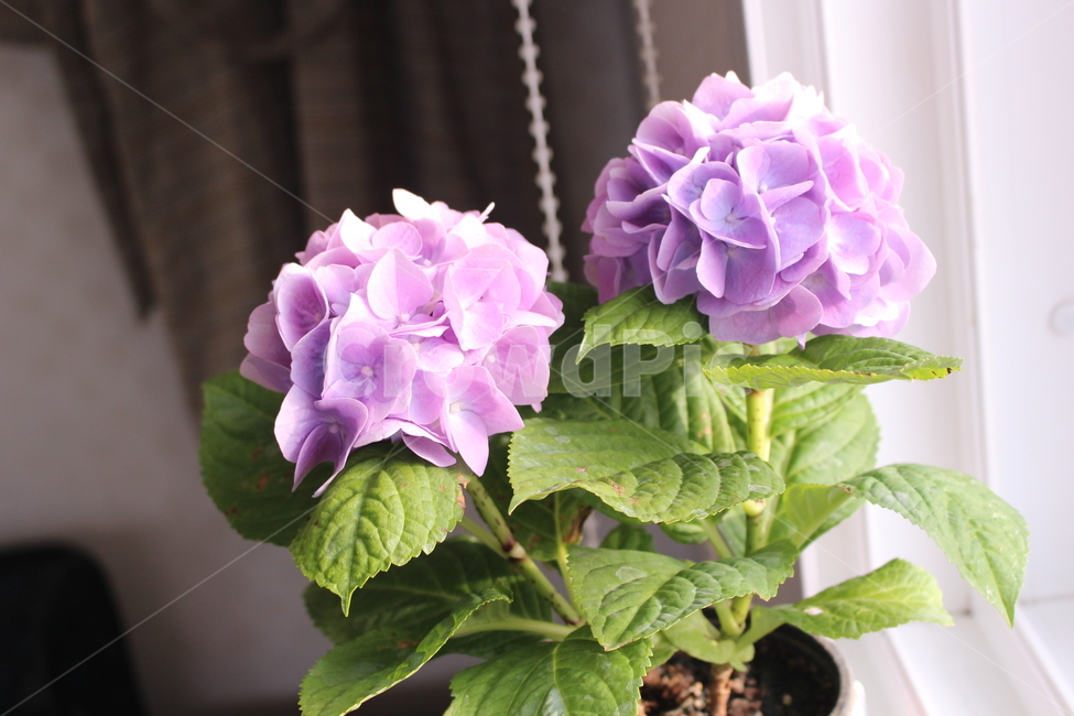 수국,꽃,봄,햇빛,식물,flower
