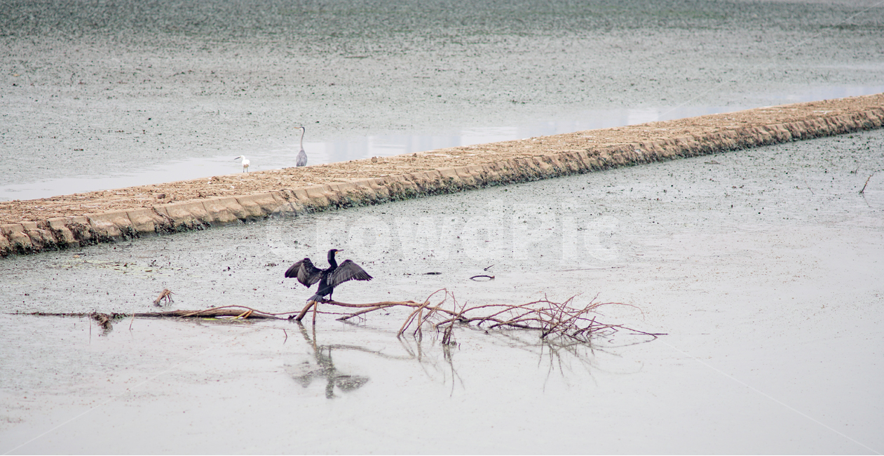 새,조류,철새,호수,풍경,자연,길,자연,풍경,nature,landscape,한국자연풍경,한국자연경관,korea nature landscape,동물,animal,조류,새,birds
