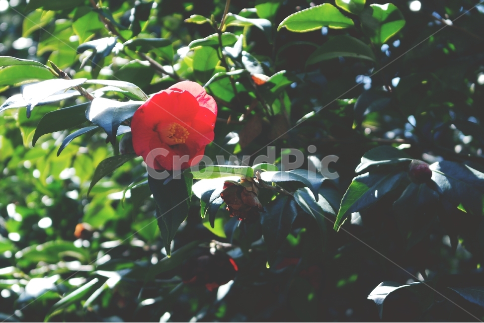 동백,동백꽃,겨울꽃,빨간꽃,꽃,빨강,감성,red,flower,blossom,plant,camellia,식물,식물,자연,plants,nature,꽃,flower