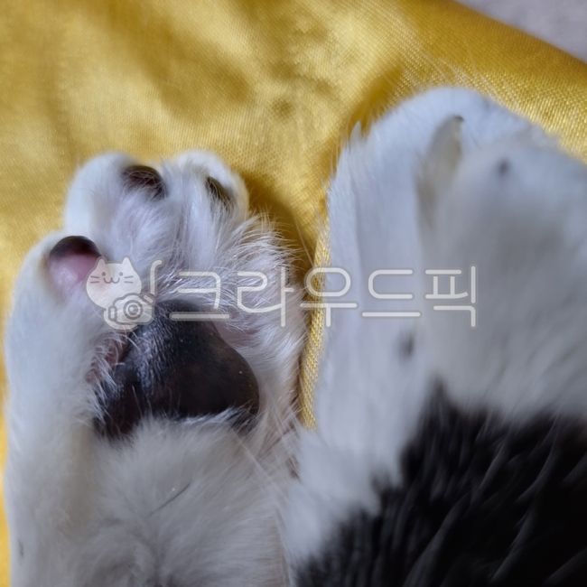 고양이발,발,고양이발바닥,고양이,발바닥,catfoot,foot,catsole,solesoffeet,반려동물,반려묘,집사,동물,cat,pet,애완동물,야옹이,길냥이,포유류,mammal,켓,펫,애완용,animal,companionanimal