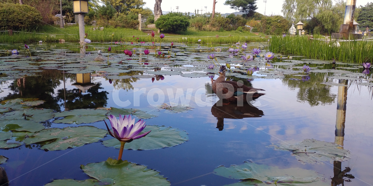 연꽃,물,잎,보라색꽃,7월,8월,아름다움,plant,식물,flower,blossom,water,nature,자연