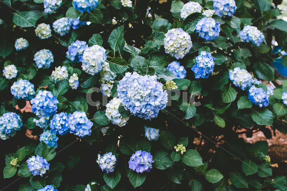 꽃,수국,파란색꽃,파란색,파란꽃,여름꽃,식물,자연,plants,nature,꽃,flower