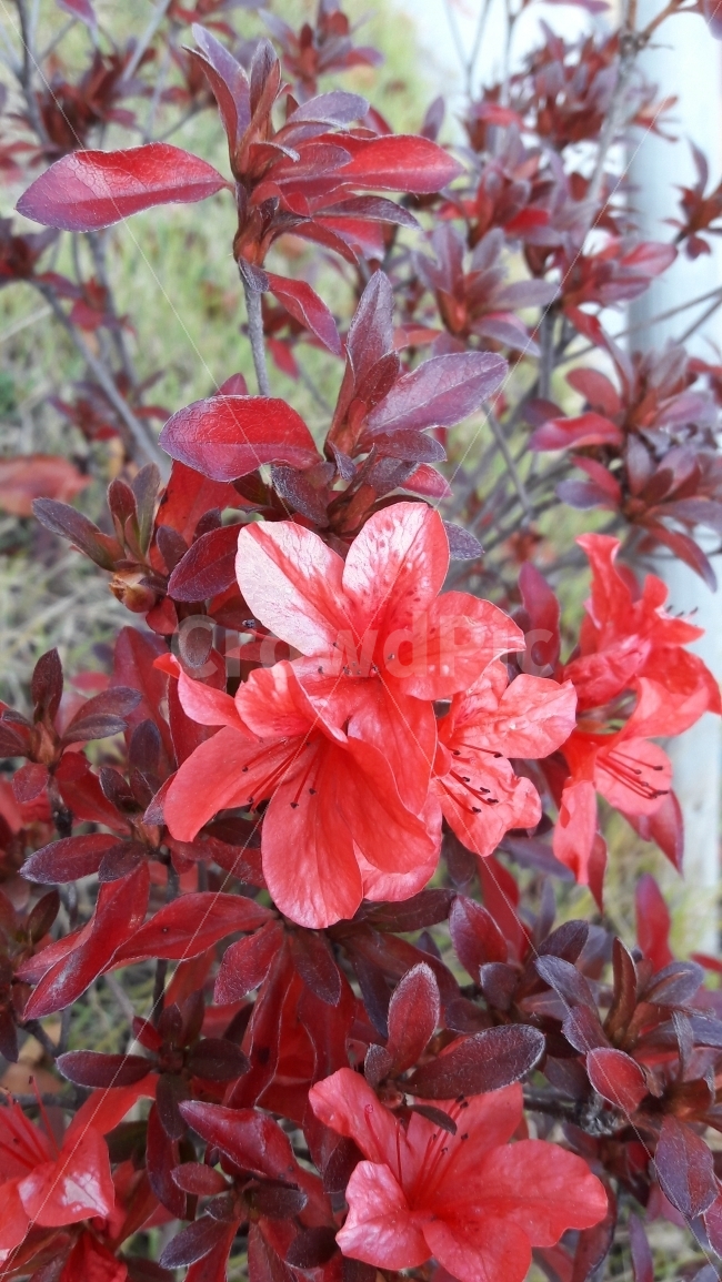 늦가을,철쭉,꽃,영산홍,붉은색,식물,자연,plants,nature,꽃,flower