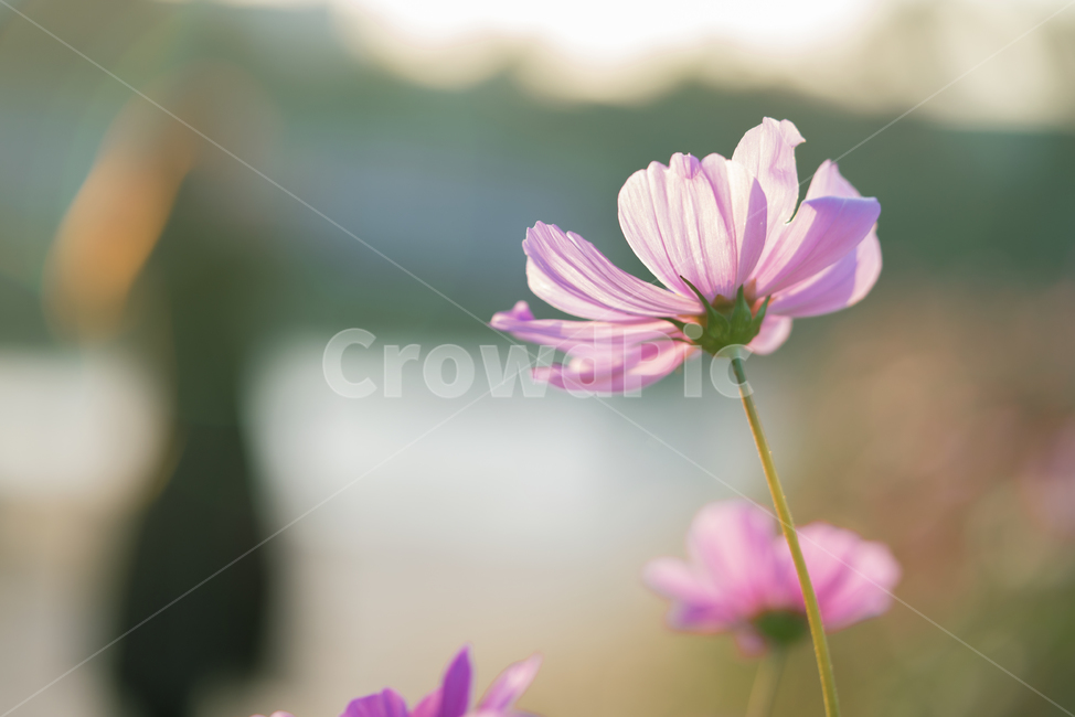 꽃,가을,계절,생명,생물,플라워,flower,코스모스,plant,식물,가을,계절,fall,autumn,season,식물,자연,plants,nature,꽃,flower