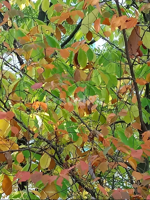 가을,단풍,낙엽,maple,plant,식물,단풍나무,단풍잎,leaf,잎,tree,나무,계절,fallautumnseason,가을단풍,자연,풍경,경치,가을,계절,fall,autumn,season,식물,자연,plants,nature,나무,trees,wood