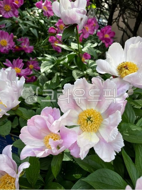 flower, 꽃, 작약, 식물, 봄꽃, 사진,이미지,일러스트,캘리그라피 - 줄리브라운작가