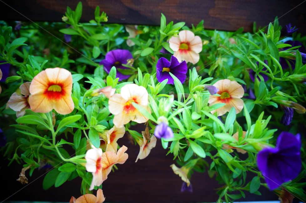 plant,식물,blossom,제라늄,flower,꽃