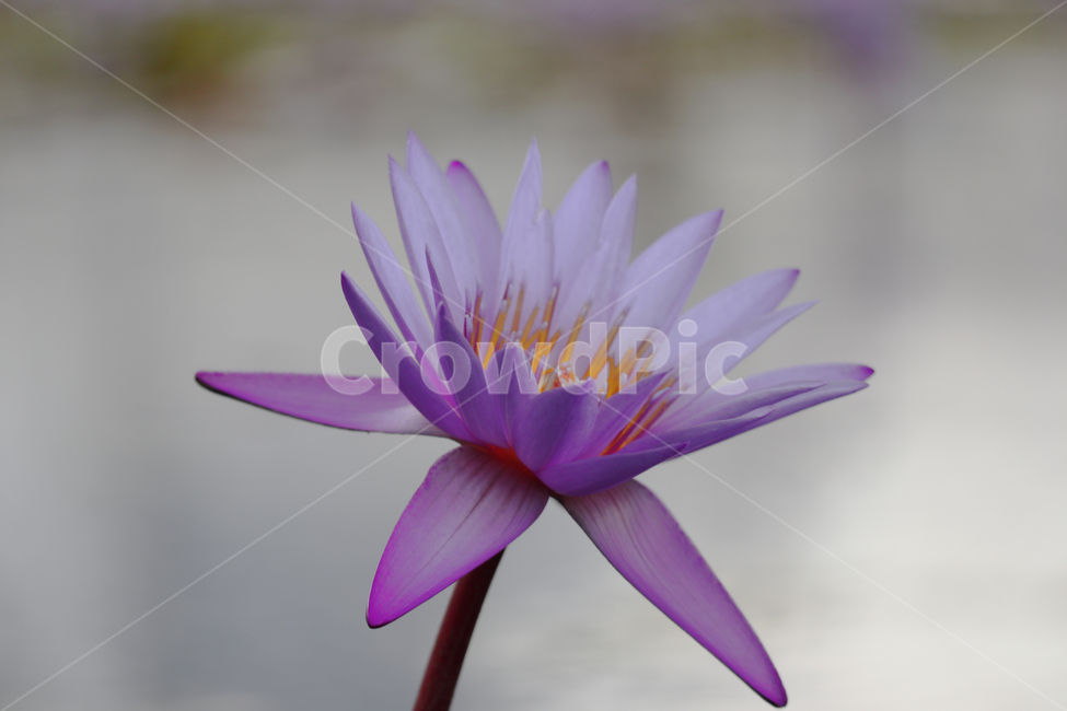 연꽃,꽃,flower,lotus,식물,plant,보라색꽃,보라꽃,blossom