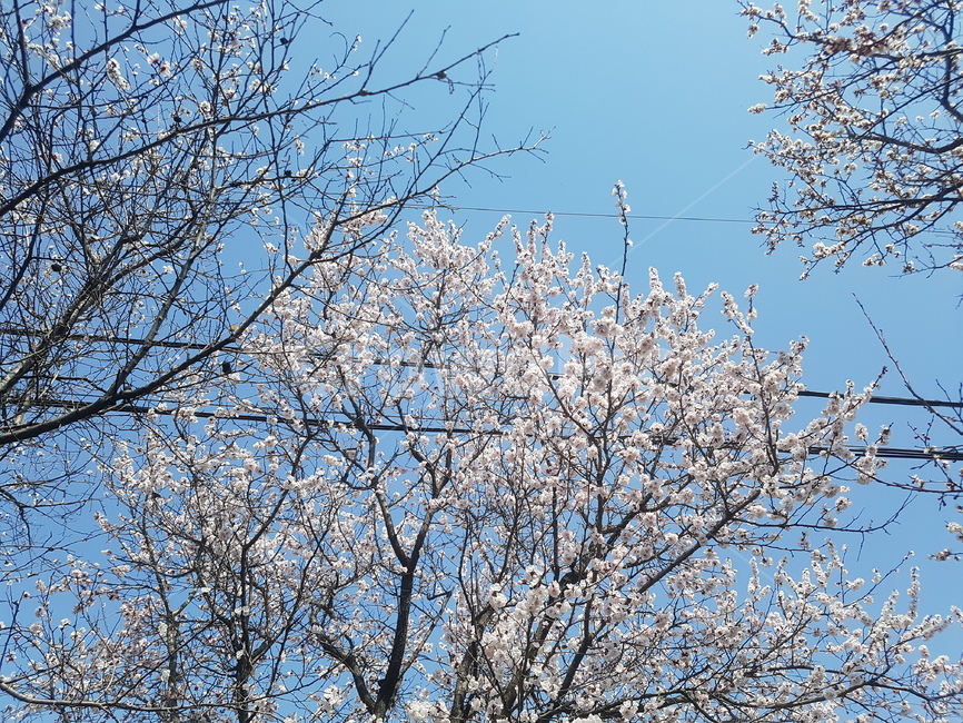 벚꽃,봄,spring,벚꽃축제,꽃,flower,봄,계절,spring,season,식물,자연,plants,nature,꽃,flower,plant,tree,나무