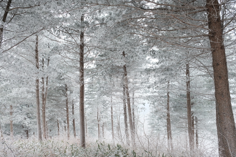 상고대,눈,눈꽃,겨울산,겨울산행,snowflower,겨울,계절,winter,season,식물,자연,plants,nature,나무,trees,wood