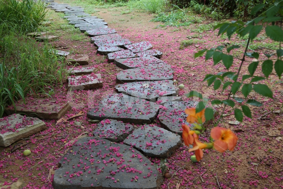 정원,능소화,배롱나무,낙화,징검다리,자연,풍경,나무,자연,풍경,nature,landscape,flagstone,판석,path,통로,walkway,보도