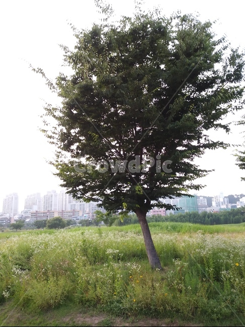 커다란나무,풀밭,꽃,잔디,뿌연하늘