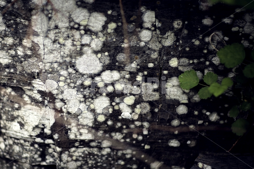 objet,rock,snap,trace,감성사진,식물,자연,plants,nature