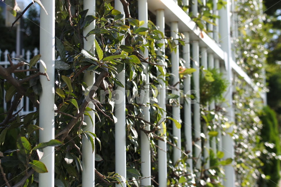 담장,초록,식물,plant,잎,잎사귀,식물,자연,plants,nature