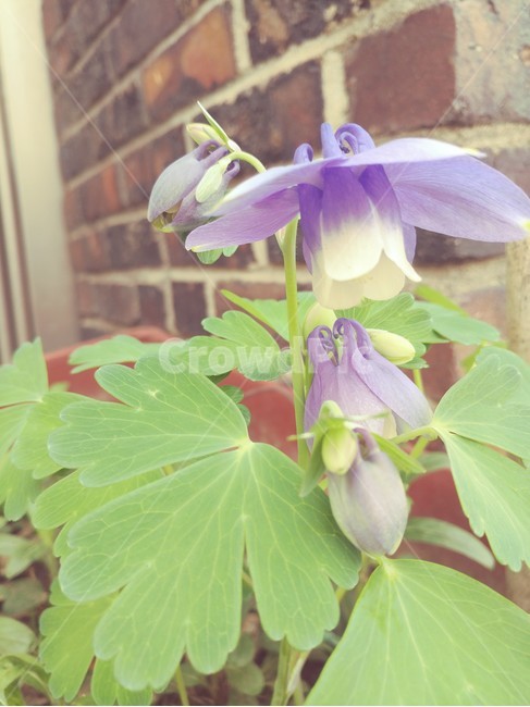 골목길숨어있는,보라색꽃,우리나라에서피는,식물,우아한,식물,자연,plants,nature,꽃,flower