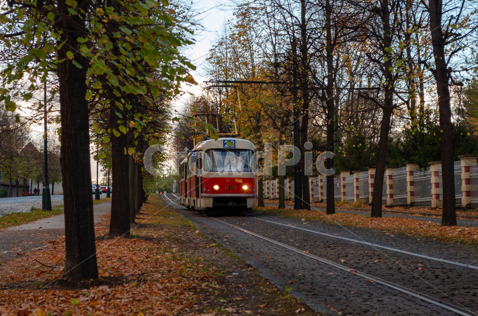 트램,tram,transportation,대중교통,가을,가을,계절,fall,autumn,season,교통,교통수단,traffic,transportation,train,기차,vehicle,차량