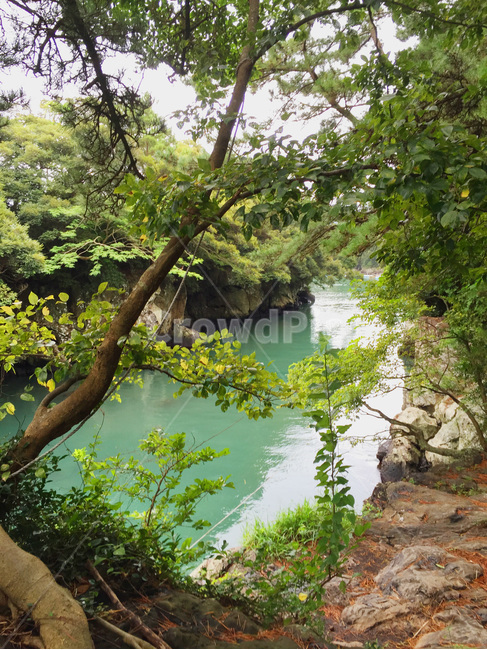 제주도,바다,호수,쇠소깍,자연,숲,자연,풍경,nature,landscape,water,물,outdoors,옥외,tree,나무,plant,식물